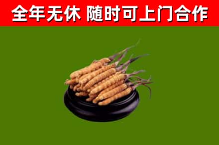 枝江回收冬虫夏草