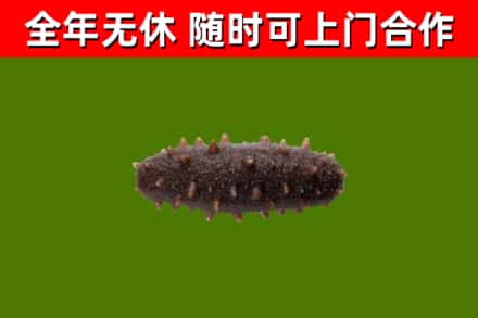 枝江烟酒回收干海参.jpg